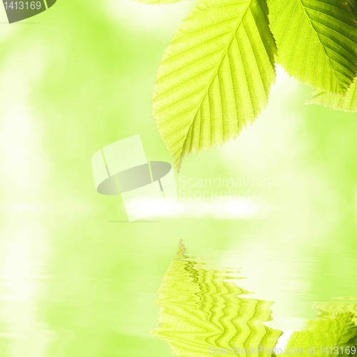 Image of green leaf and water
