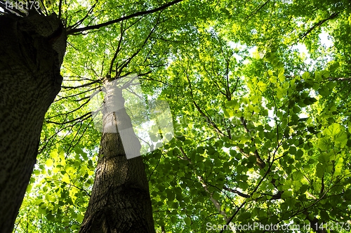 Image of tree