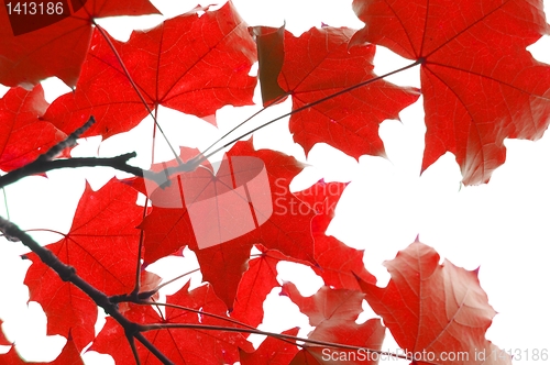 Image of red fall leaves
