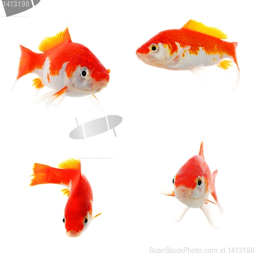 Image of goldfish