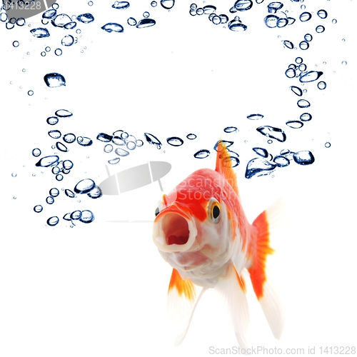 Image of goldfish and copyspace