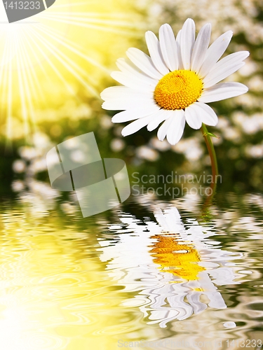 Image of daisy flower