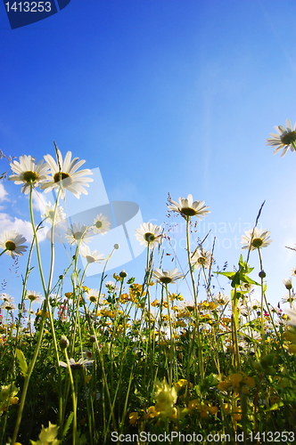 Image of flowers from below