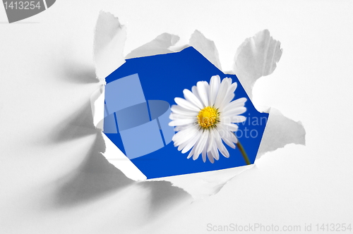 Image of flower behind hole in paper