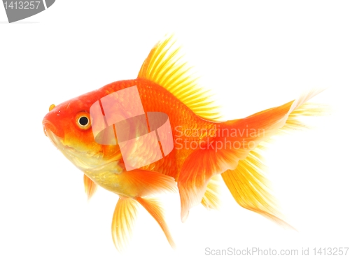 Image of goldfish