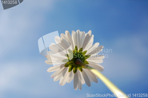 Image of daisy under blue sky