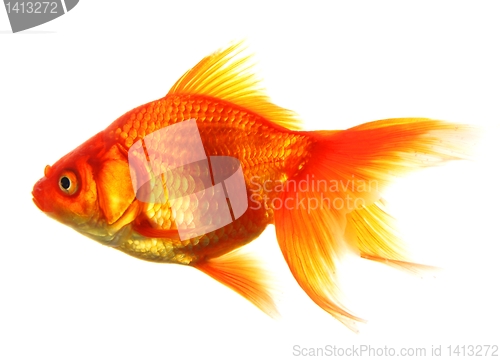 Image of goldfish