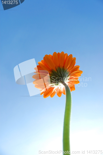 Image of Gerbera daisy