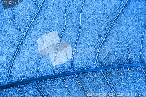 Image of abstract colored leaf texture