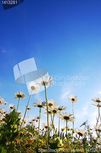 Image of flower in summer under blue sky