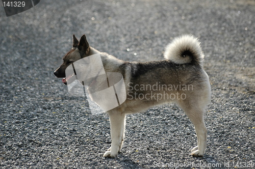 Image of Norwegian Elkhound