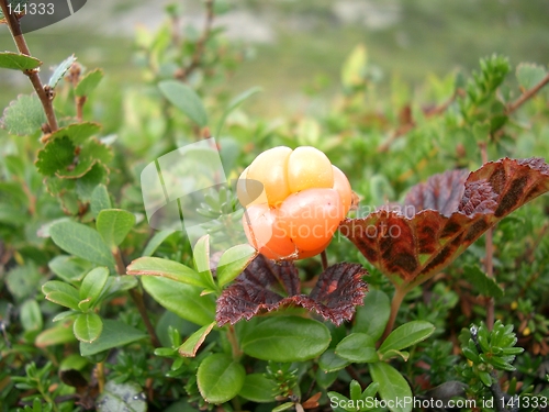 Image of Cloudberry