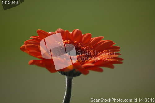 Image of derbera daisy