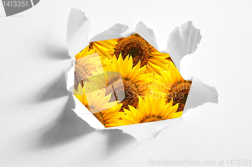 Image of flower behind hole in paper