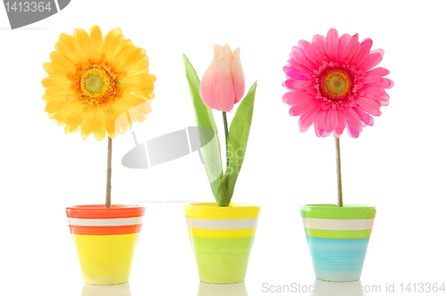 Image of flowers in pot