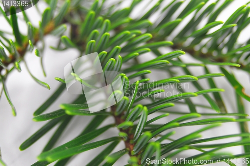 Image of green fir