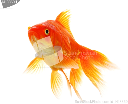 Image of goldfish