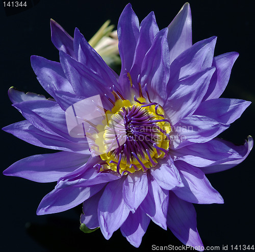 Image of Waterlily in detail