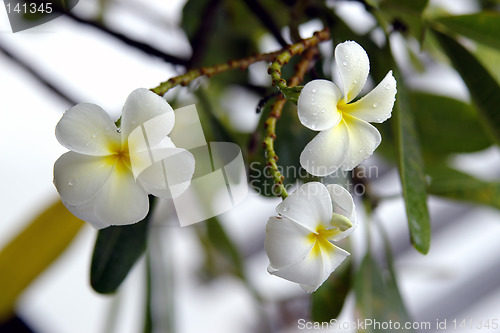 Image of Plumeria flowers