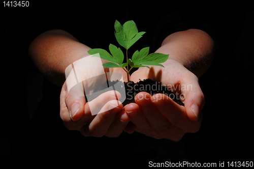 Image of young plant with soil in hands