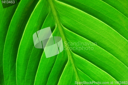 Image of structure of a leaf