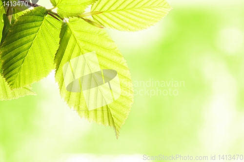 Image of nature