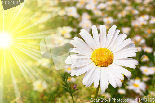 Image of flower and sun