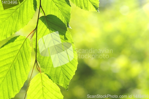 Image of leaves