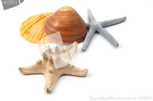 Image of Shell