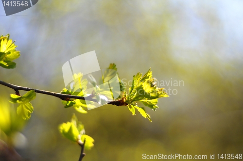 Image of green spring leaves