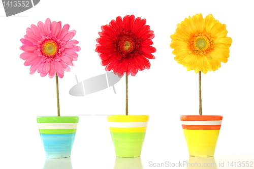 Image of colorful spring flowers