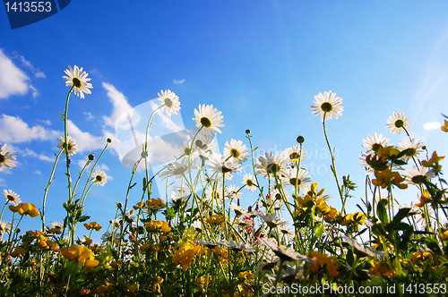 Image of flowers from below
