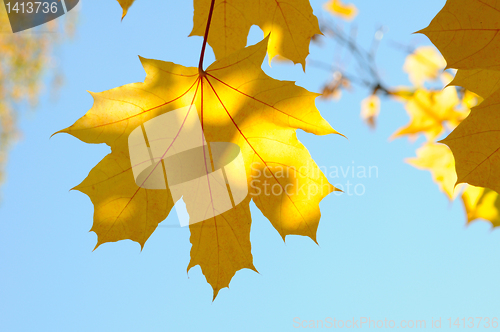 Image of maple Leaves