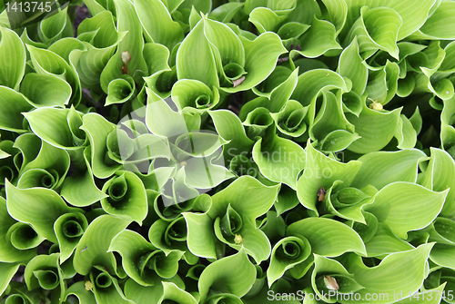 Image of Green Leaves Background 