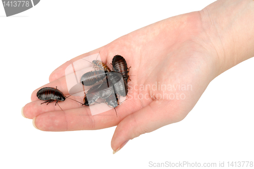 Image of pile of cockroaches in the hand