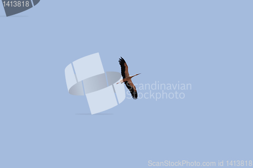 Image of Stork flying high above the ground in spring.