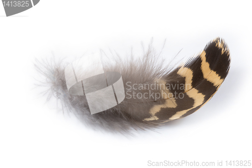 Image of Perot grouse (Bonasa umbellus) 