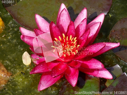 Image of Waterlily