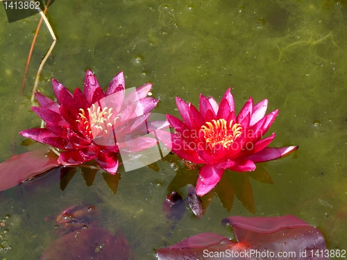 Image of Waterlily