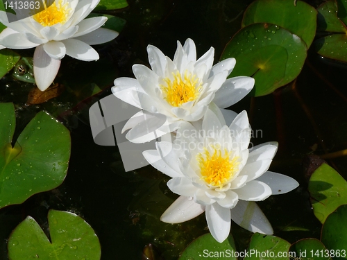 Image of Waterlily