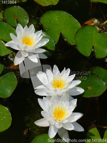 Image of Waterlily