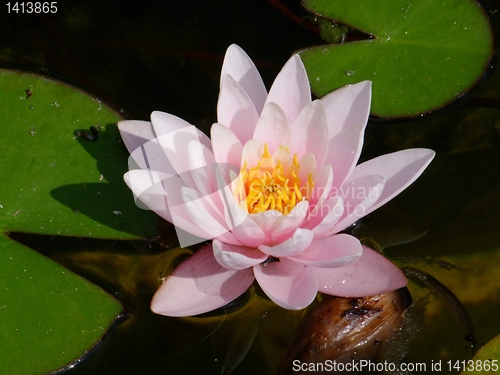 Image of Waterlily