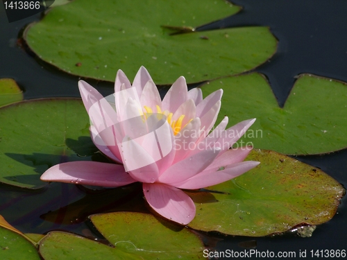 Image of Waterlily