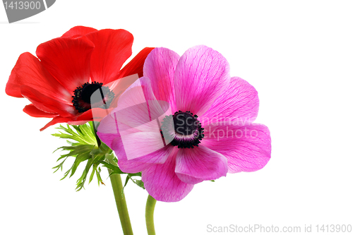 Image of Beautiful anemone flowers on white with copy space.