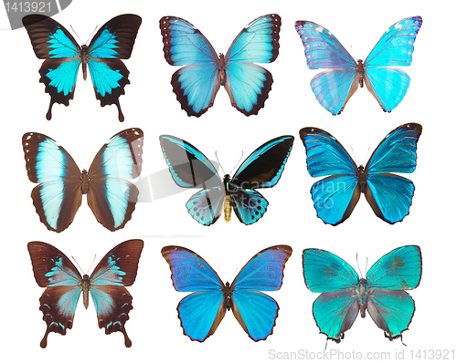 Image of collection of butterflies isolated on white