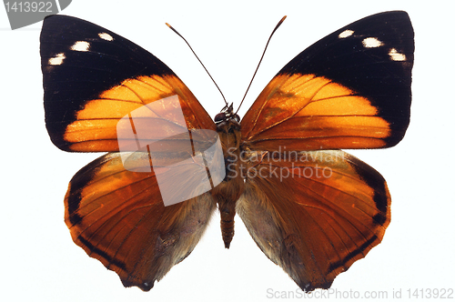 Image of butterfly