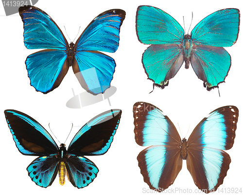 Image of collection of butterflies isolated on white