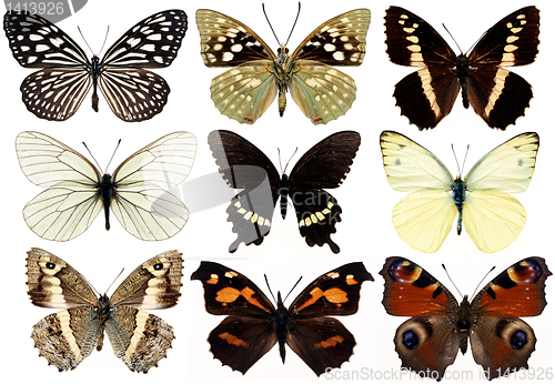 Image of collection of butterflies isolated on white