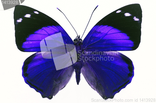 Image of butterfly isolated 