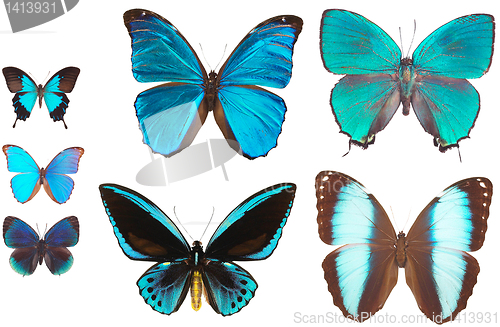 Image of collection of butterflies isolated on white